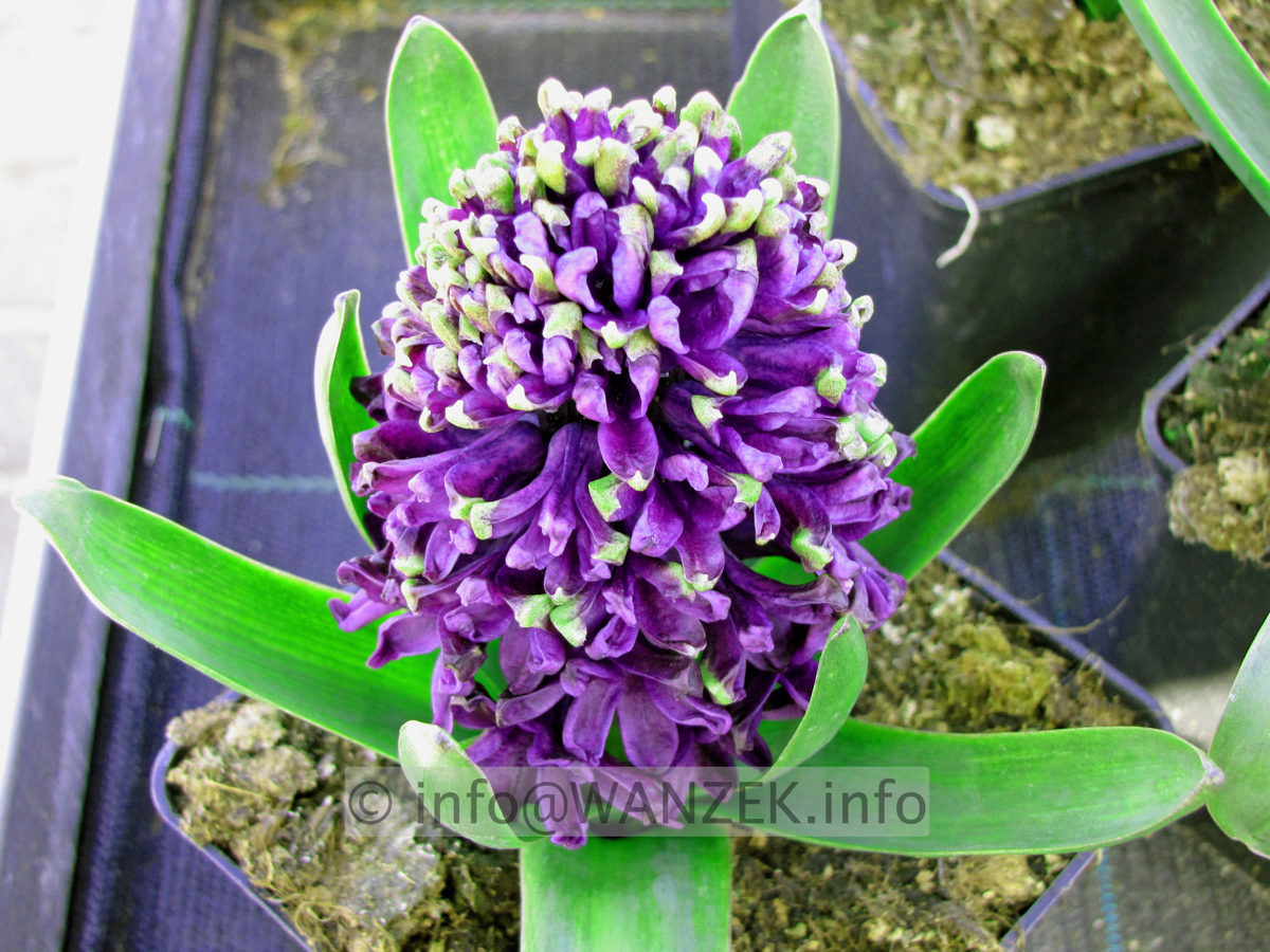 Hyazinthus Blue Jacket schwarzviolett.JPG